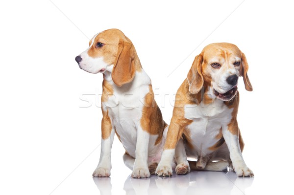 Due beagle cani isolato bianco cane Foto d'archivio © Nejron