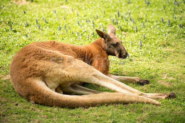 Сток-фото: кенгуру · трава · лес · солнце · природы · зеленый