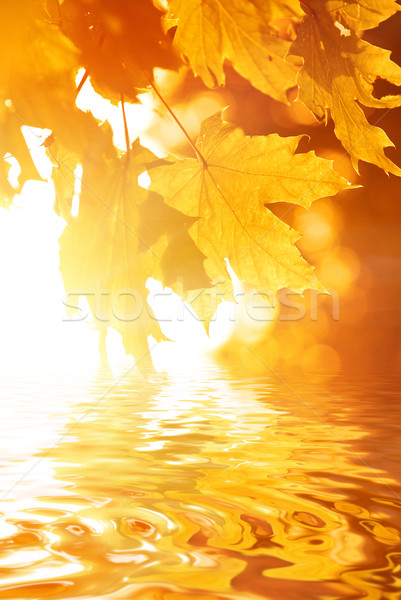 Autumn leaves reflected in rendered water Stock photo © Nejron