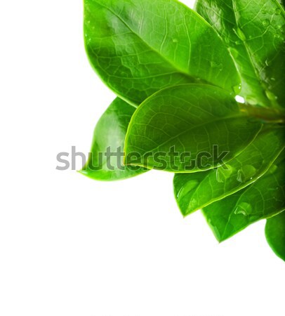 Water drops on fresh green leaves. Isolated on white background
 Stock photo © Nejron