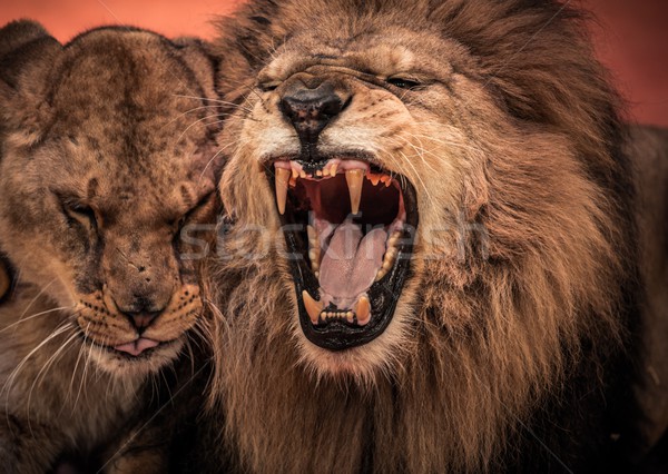 Gorgeous roaring lion and lioness on circus arena Stock photo © Nejron