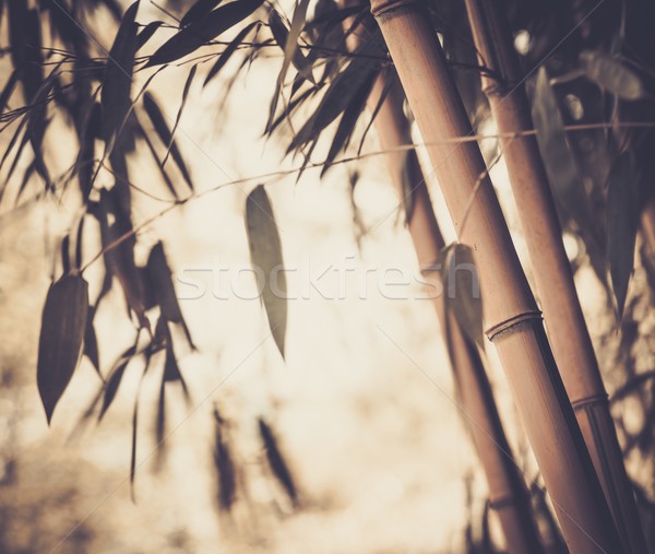 Zdjęcie bambusa roślin streszczenie liści ogród Zdjęcia stock © Nejron
