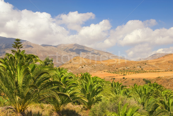 Mooie landschap palm bosje mooie Stockfoto © Nejron