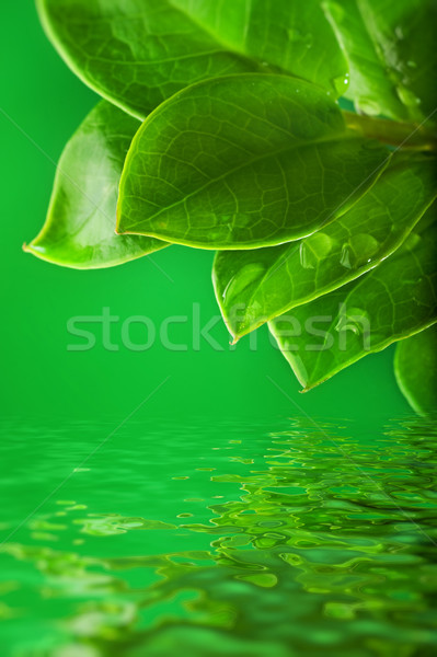 ストックフォト: 緑の葉 · 水 · 草 · 抽象的な · 自然 · デザイン