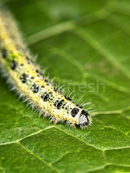 Caterpillar on a green leaf

 Stock photo © Nejron