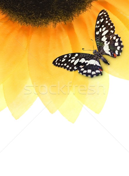 Сток-фото: Ladybug · сидят · подсолнечника · бабочка · цветок · саду