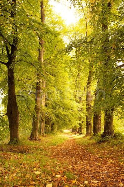 Alley in a autumn forest. Stock photo © Nejron