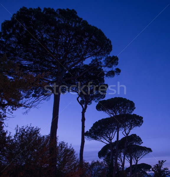 Trees over night sky Stock photo © Nejron