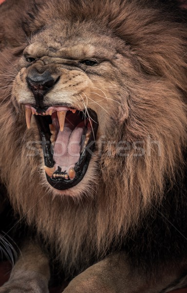 Primer plano tiro león boca África cabeza Foto stock © Nejron