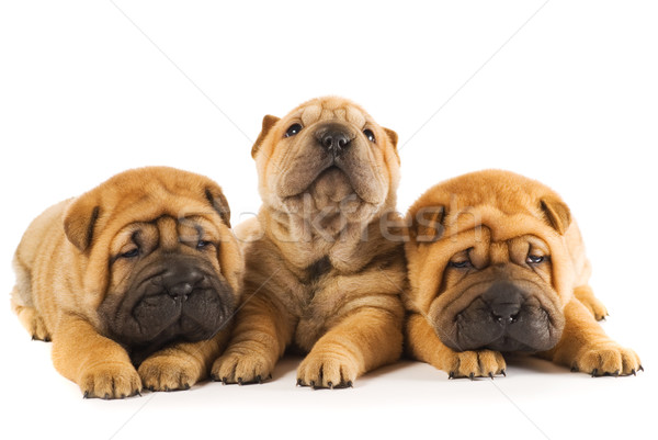 Group of three beautiful sharpei puppies isolated on white backg Stock photo © Nejron