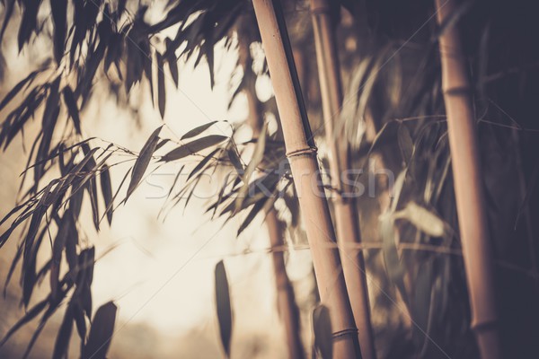 Resim bambu bitki soyut yaprak bahçe Stok fotoğraf © Nejron
