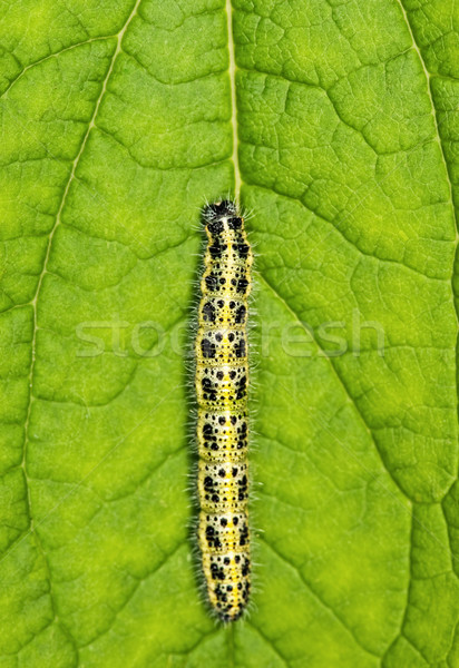 Caterpillar on a green leaf

 Stock photo © Nejron