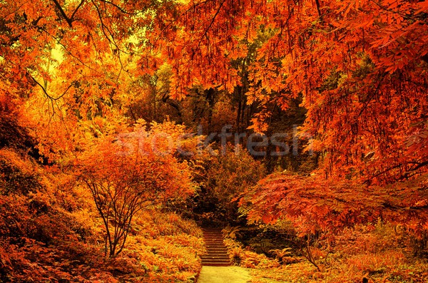 Stock photo: Stair in a autumn park.