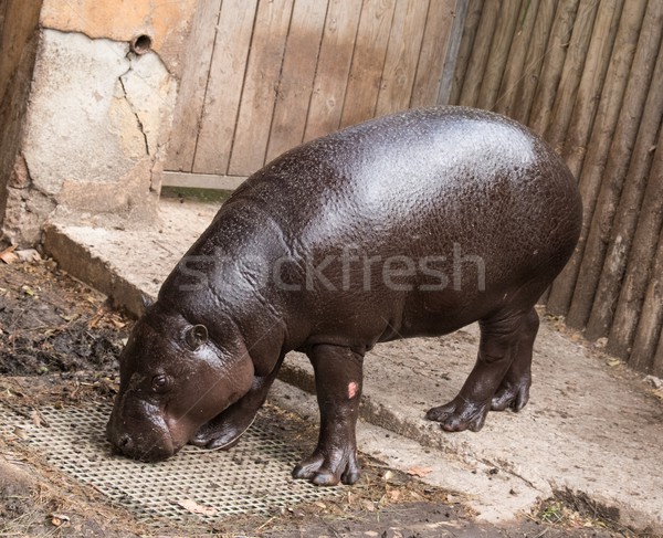 Hippopotamus in zoo eating something Stock photo © Nejron