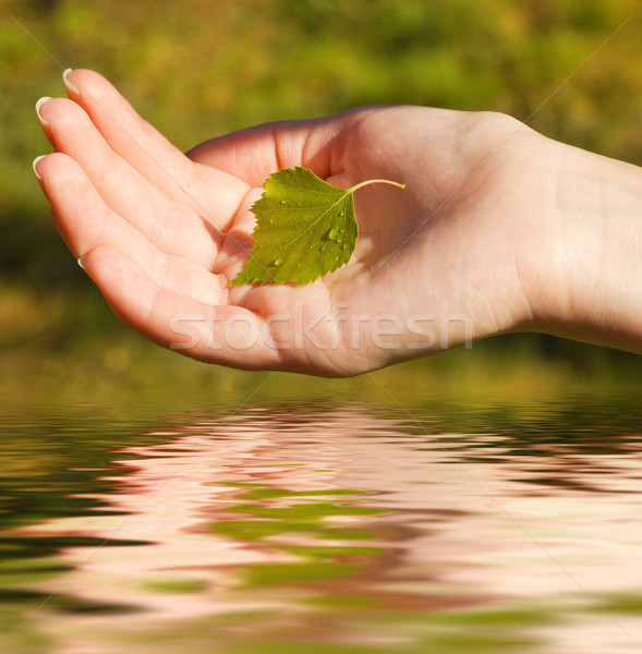 Mano foglia reso acqua sole giardino Foto d'archivio © Nejron