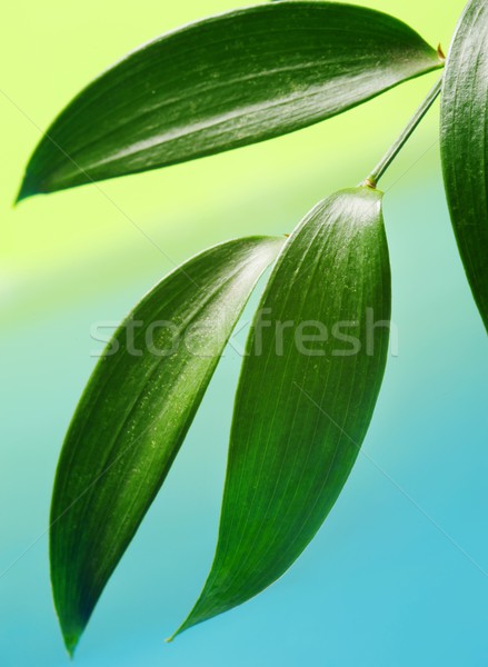 Fresh green leaves over abstract background Stock photo © Nejron