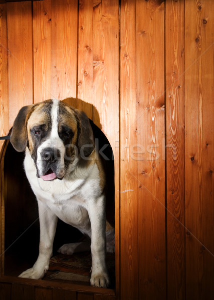bernard dog in a doghouse
