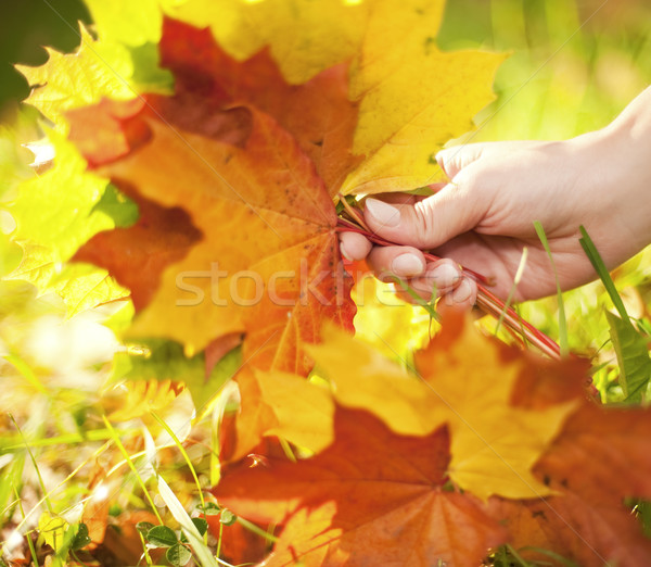 Herbstlaub menschlichen Hand Hand abstrakten Natur Licht Stock foto © Nejron