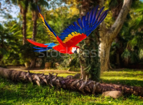 Colourful flying parrot in tropical landscape Stock photo © Nejron