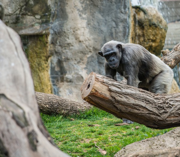 商业照片: 大猩猩 · 步行 · 动物园 ·山· 绿色 · 黑色