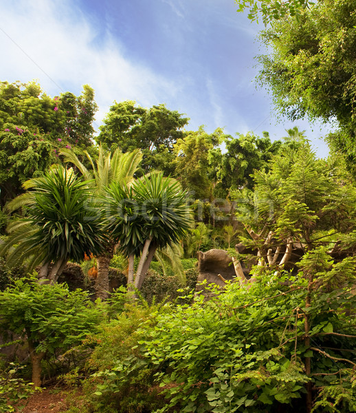 Stock photo: Picture of a tropical background 

