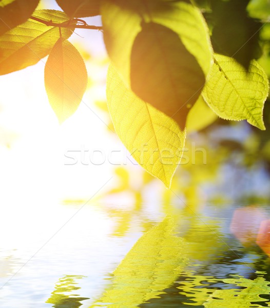 Grüne Blätter gerendert Wasser Frühling Sonne Licht Stock foto © Nejron