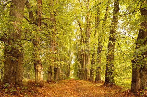 Alley in a autumn forest. Stock photo © Nejron
