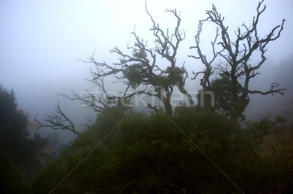 Stock photo: Old spooky tree in a fog