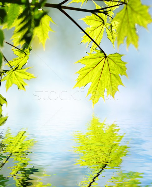 Foto stock: Folhas · verdes · prestados · água · primavera · sol · luz