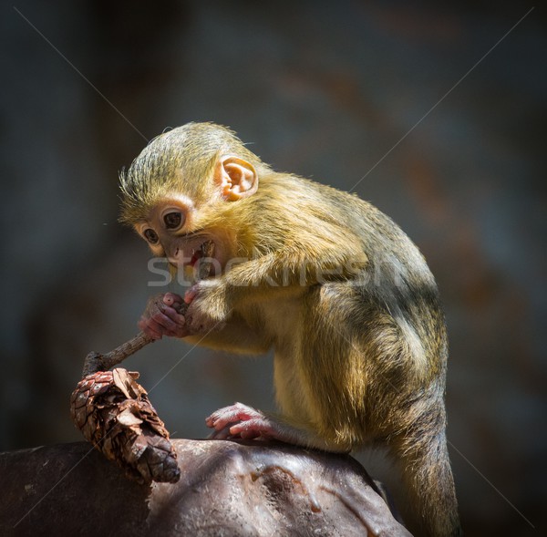 Little funny gabon talapoin  Stock photo © Nejron