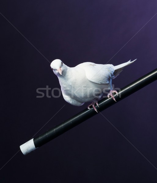 Stock photo: Trained white dove sitting on a magician's stick
