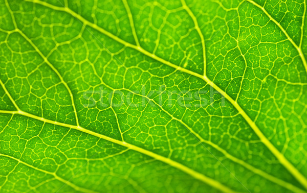Green leaf texture (shallow DoF) Stock photo © Nejron