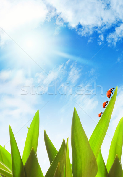 Lieveheersbeestjes familie vergadering groen gras kinderen Stockfoto © Nejron