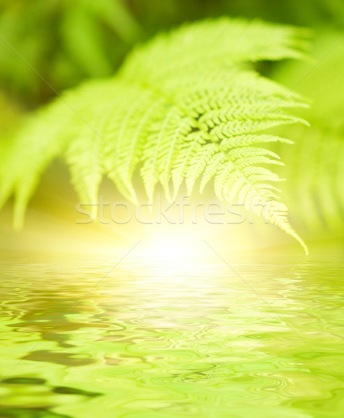 Green leaves reflected in rendered water Stock photo © Nejron