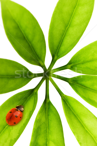 Foto stock: Joaninha · sessão · folha · verde · isolado · branco · grama