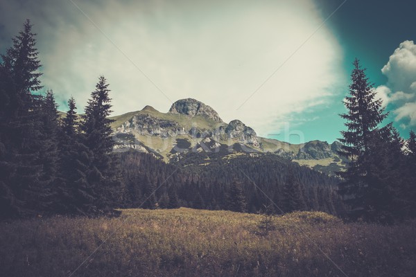 Mountain among beautiful forest in Tatras Stock photo © Nejron