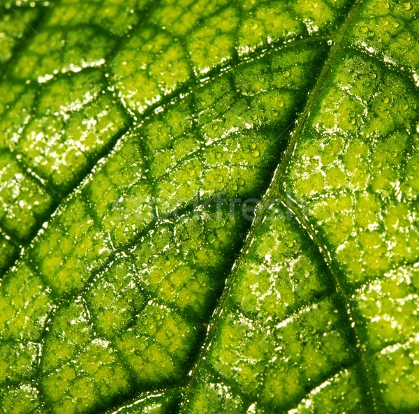 Green leaf texture Stock photo © Nejron