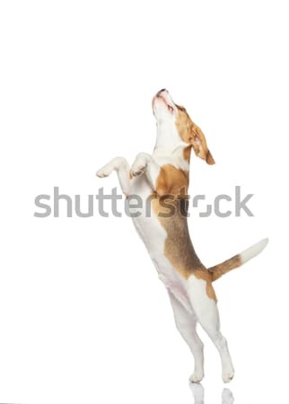 小獵犬 狗 孤立 白 背景 跳 商業照片 © Nejron