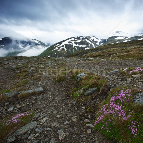 Surface Norvège montagnes ciel nuages herbe [[stock_photo]] © Nejron