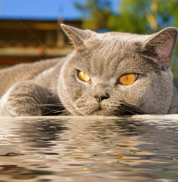 猫 水 家族 眼 自然 背景 ストックフォト © Nejron
