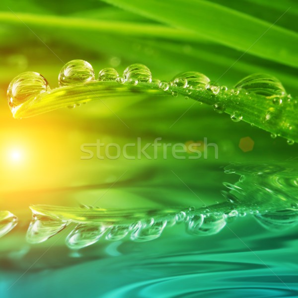 Fresh green grass with water drops on it  Stock photo © Nejron