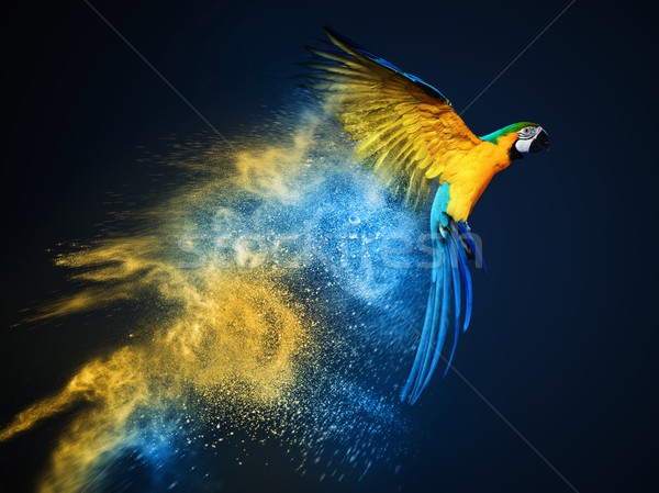 Imagine de stoc: Care · zboară · papagal · praf · explozie · abstract