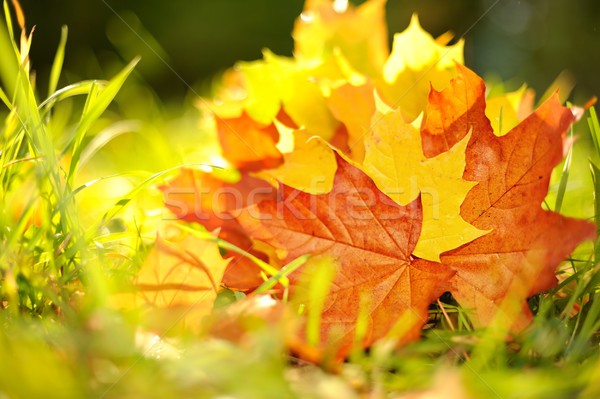 őszi levelek absztrakt természet fény kert háttér Stock fotó © Nejron