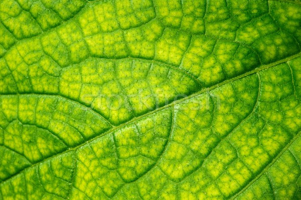 Green leaf texture Stock photo © Nejron