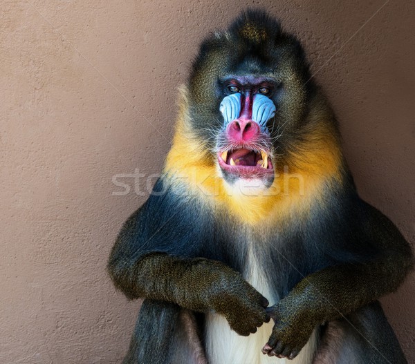 Picture of a colourful displeased mandrill Stock photo © Nejron