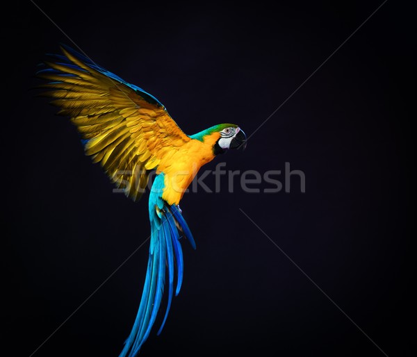 Renkli uçan karanlık doğa arka plan mavi Stok fotoğraf © Nejron