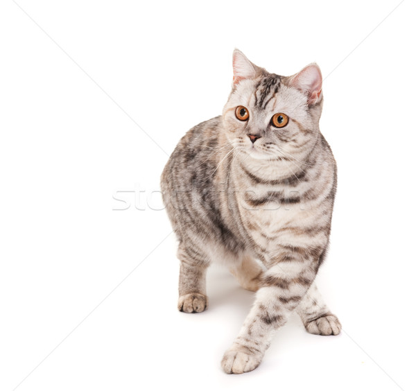 [[stock_photo]]: Belle · chaton · santé · fond · vie · blanche