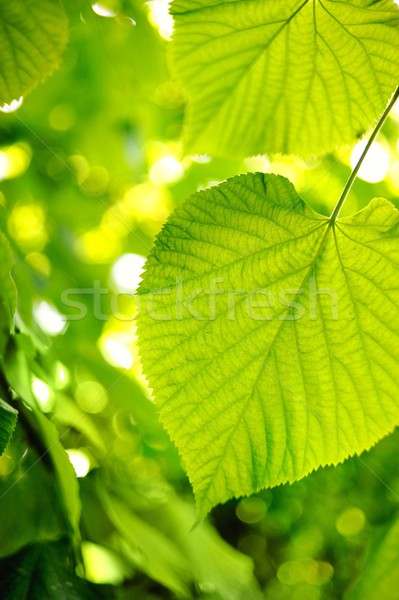 ストックフォト: 画像 · 緑の葉 · 抽象的な · ぼやけた · 春 · 太陽