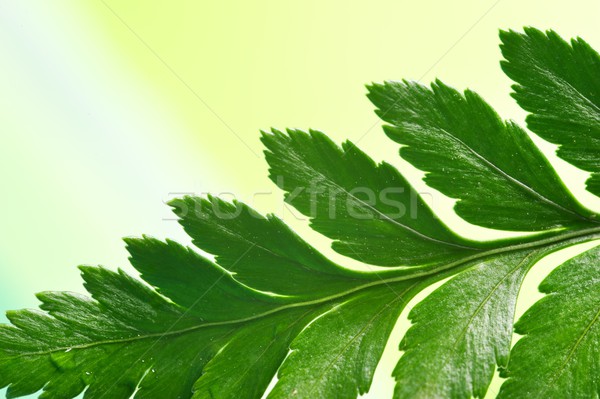 Fresh green plant over abstract background Stock photo © Nejron