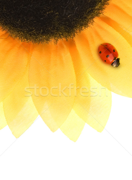 Coccinelle séance tournesol fleur jardin fond [[stock_photo]] © Nejron